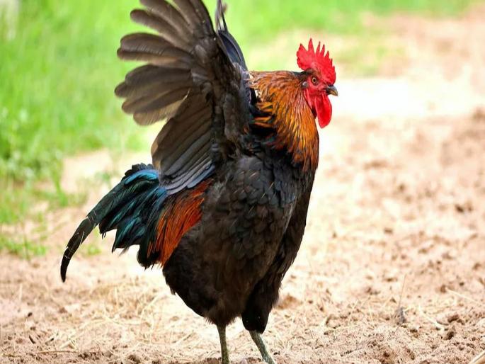 In Assam One Cock took three lives; The body of a youth along with two brothers was found in a well | एका कोंबड्यानं घेतला तिघांचा जीव; दोन भावांसह एका युवकाचा मृतदेह विहिरीत सापडला In Assam One Cock took three lives; The body of a youth along with two brothers was found in a well | एका कोंबड्यानं घेतला तिघांचा जीव; दोन भावांसह एका युवकाचा मृतदेह विहिरीत सापडला