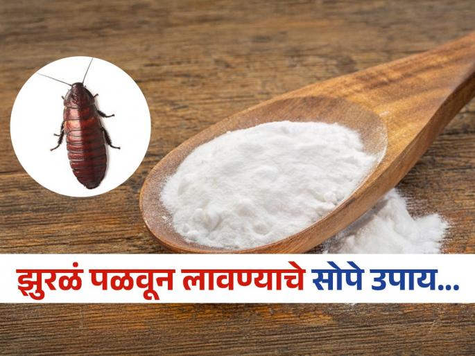 How to get rid of cockroaches from home remedies, you should try this tricks | घराच्या काना-कोपऱ्यातून पळून जातील सगळी झुरळं, एकदा करून बघाच 'हे' घरगुती उपाय!