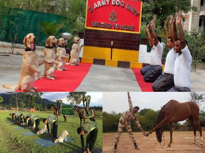 Army Dog Unit performs Yoga, along with security forces across the country | Video : फक्त माणसांनी नव्हे तर प्राण्यांनीही केला योगा  Army Dog Unit performs Yoga, along with security forces across the country | Video : फक्त माणसांनी नव्हे तर प्राण्यांनीही केला योगा
