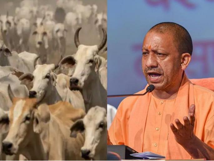 Uttar pradesh FIR will be lodged against farmers abandoning unproductive cattle; Big decision of Yogi government | दूध देणं बंद झाल्यानंतर गायीला सोडलं तर शेतकऱ्यावर दाखल होणार गुन्हा; योगी सरकारचा मोठा निर्णय Uttar pradesh FIR will be lodged against farmers abandoning unproductive cattle; Big decision of Yogi government | दूध देणं बंद झाल्यानंतर गायीला सोडलं तर शेतकऱ्यावर दाखल होणार गुन्हा; योगी सरकारचा मोठा निर्णय