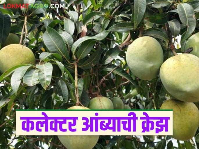 Latest News Sironcha Collector mango craze in Nagpur and Pune,see specialty and market price | Collector Amba : कलेक्टर आंब्याची नागपूर, पुण्यातही क्रेझ, काय आहे खासियत अन् काय दर मिळतोय? Latest News Sironcha Collector mango craze in Nagpur and Pune,see specialty and market price | Collector Amba : कलेक्टर आंब्याची नागपूर, पुण्यातही क्रेझ, काय आहे खासियत अन् काय दर मिळतोय?