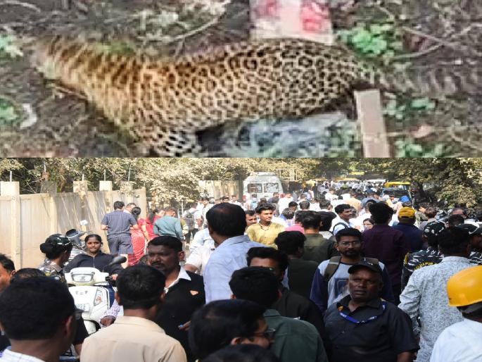College students in Kolhapur are literally terrified after leopards arrive | Leopard in Kolhapur: भेदरलेल्या पालकांचा मुलांना फोन... कुठं हाईस तू? College students in Kolhapur are literally terrified after leopards arrive | Leopard in Kolhapur: भेदरलेल्या पालकांचा मुलांना फोन... कुठं हाईस तू?
