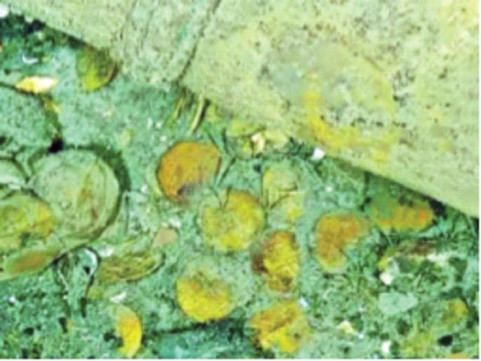 315 years ago will take the treasure from the sunken ship! The cost is a whopping 17 billion dollars; Colombia will be the goods | 315 वर्षांपूर्वी बुडालेल्या जहाजातून खजिना काढणार! किंमत तब्बल १७ अब्ज डॉलर्स; कोलंबिया होणार मालामाल 315 years ago will take the treasure from the sunken ship! The cost is a whopping 17 billion dollars; Colombia will be the goods | 315 वर्षांपूर्वी बुडालेल्या जहाजातून खजिना काढणार! किंमत तब्बल १७ अब्ज डॉलर्स; कोलंबिया होणार मालामाल