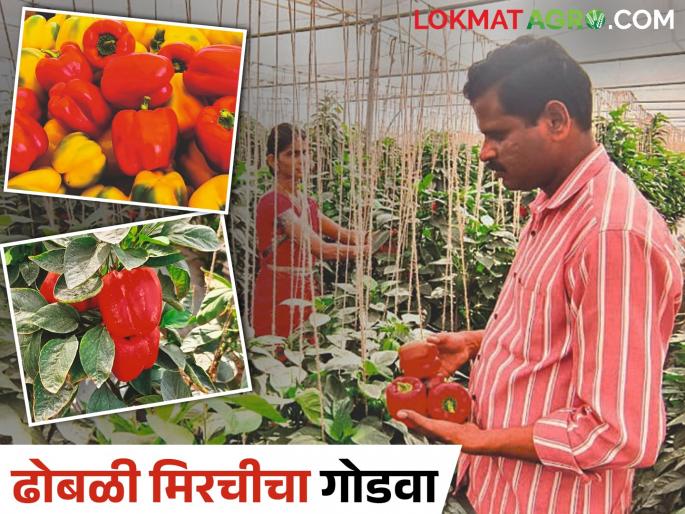Farmer Tatyasaheb's Low Water Greenhouse Farming; Colorful capsicum get good yield | तात्यासाहेबांची कमी पाण्यावरील हरितगृहातील शेती; कलरफूल ढोबळी आली हाती