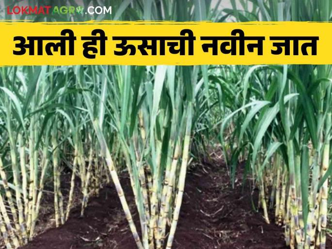 Phule Sugarcane 11082 : Early maturing variety of sugarcane Read more in details | Phule Sugarcane 11082 : आला हा ऊसाचा लवकर पक्व होणार वाण वाचा सविस्तर Phule Sugarcane 11082 : Early maturing variety of sugarcane Read more in details | Phule Sugarcane 11082 : आला हा ऊसाचा लवकर पक्व होणार वाण वाचा सविस्तर