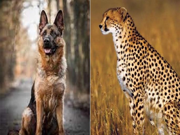 Commando dog will protect eight cheetahs brought from Namibia  | 'कमांडो' कुत्रा करणार नामिबियातून आणलेल्या आठ चित्त्यांचे रक्षण Commando dog will protect eight cheetahs brought from Namibia  | 'कमांडो' कुत्रा करणार नामिबियातून आणलेल्या आठ चित्त्यांचे रक्षण