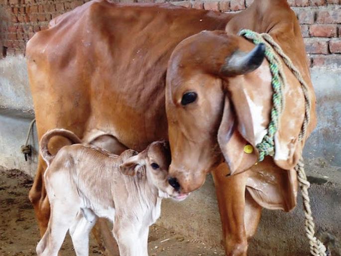 "Politics is a business for the BJP; Vanda to cow during election; A noose around the cow's neck after the election, a criticism of the Congress  | "राजकारण भाजपसाठी धंदा; निवडणुकीवेळी गाईला वंदा; निवडणुकीनंतर गाईच्या गळ्यात फंदा’’, काँग्रेसची बोचरी टीका  "Politics is a business for the BJP; Vanda to cow during election; A noose around the cow's neck after the election, a criticism of the Congress  | "राजकारण भाजपसाठी धंदा; निवडणुकीवेळी गाईला वंदा; निवडणुकीनंतर गाईच्या गळ्यात फंदा’’, काँग्रेसची बोचरी टीका