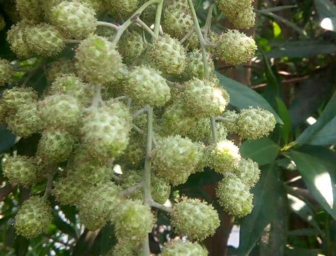 Botanists request Municipal Corporation not to plant exotic trees | विदेशी वृक्षांची लागवड करू नका, तज्ज्ञांची महापालिकेला विनंती Botanists request Municipal Corporation not to plant exotic trees | विदेशी वृक्षांची लागवड करू नका, तज्ज्ञांची महापालिकेला विनंती