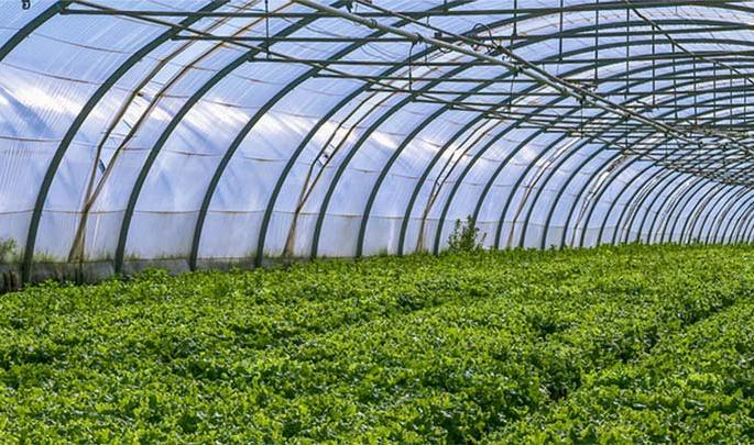 Contract farming law: The need for deeper debate | कंत्राटी शेती कायदा: सखोल चर्वितचर्वणाची गरज Contract farming law: The need for deeper debate | कंत्राटी शेती कायदा: सखोल चर्वितचर्वणाची गरज