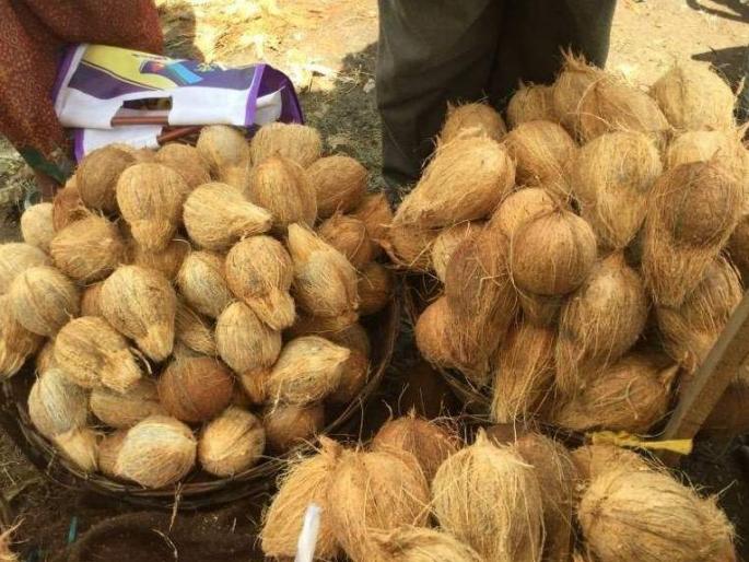 Oil prices rose again, with prices of coconuts and leafy vegetables also rising | तेलाला पुन्हा महागाईचा तडका, नारळ, पालेभाज्यांचेही दर वाढले Oil prices rose again, with prices of coconuts and leafy vegetables also rising | तेलाला पुन्हा महागाईचा तडका, नारळ, पालेभाज्यांचेही दर वाढले