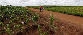 Coordinated agricultural development project to be completed on December 31! | समन्वयित कृषि विकास प्रकल्प ३१ डिसेंबरला येणार संपुष्टात!