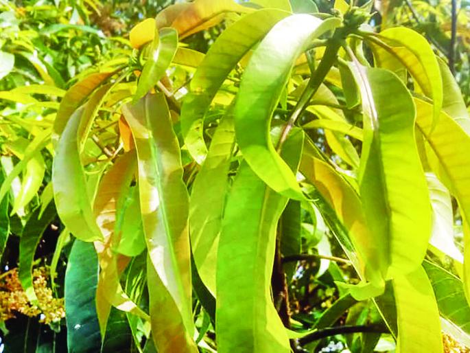 Due to lack of cold, the amount of leaves is still the highest | थंडीअभावी अजूनही पालवीचे प्रमाण सर्वाधिक Due to lack of cold, the amount of leaves is still the highest | थंडीअभावी अजूनही पालवीचे प्रमाण सर्वाधिक