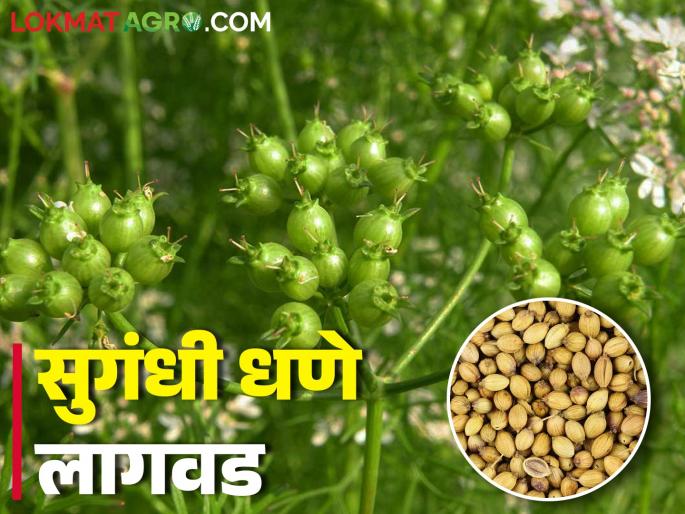 Coriander seed is more profitable than coriander, how to cultivate coriander for seed | कोथिंबीरीपेक्षा धण्यात मिळतोय जास्त नफा, कशी कराल धणे लागवड Coriander seed is more profitable than coriander, how to cultivate coriander for seed | कोथिंबीरीपेक्षा धण्यात मिळतोय जास्त नफा, कशी कराल धणे लागवड