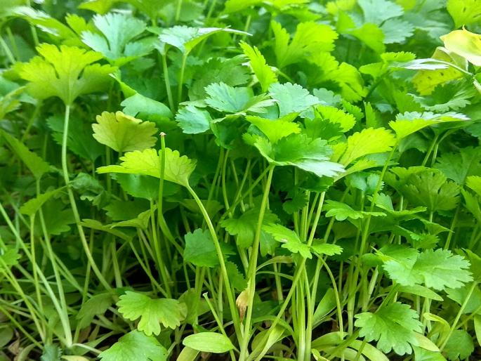 supply increased, price fall down; Coriander thrown on the road | आवक वाढली, किंमत घसरली; कोथिंबीर रस्त्यावर फेकली supply increased, price fall down; Coriander thrown on the road | आवक वाढली, किंमत घसरली; कोथिंबीर रस्त्यावर फेकली