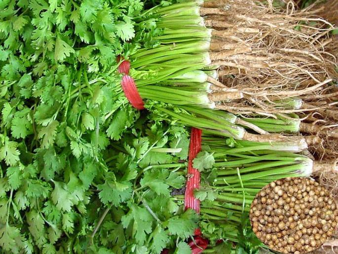 Kothimabari in the market of Nashik with a lot of rupees ..! Lilavata Kawidimol Bhawan | नाशिकच्या बाजारात कोथिंबिरची जुडी चक्क एक रुपयाला..! लीलावात मिळाला कवडीमोल भाव