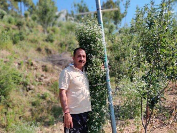 Uttarakhand farmer bags Guinness record for growing worlds tallest coriander plant | जगात भारी! जगातील सर्वात उंच कोथिंबिरीचं झाड; भारतीय शेतकऱ्याचं नाव गिनीज बुकात Uttarakhand farmer bags Guinness record for growing worlds tallest coriander plant | जगात भारी! जगातील सर्वात उंच कोथिंबिरीचं झाड; भारतीय शेतकऱ्याचं नाव गिनीज बुकात