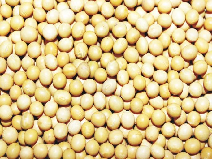 Low-rate monsoon, corn, soyabean production drops, decreases in quantity also | अत्यल्प पावसाने नाशकात मका, सोयाबीनचा उतारा घटला, आवकही घटली Low-rate monsoon, corn, soyabean production drops, decreases in quantity also | अत्यल्प पावसाने नाशकात मका, सोयाबीनचा उतारा घटला, आवकही घटली