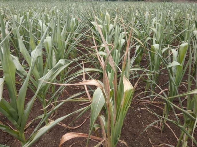 Time in Nashik district to sell maize, which is purchased from 30 rupees, to 30 paise | तेरा रूपयाने खरेदी केलेला मका ३० पैशात विकण्याची नशिक जिल्ह्यात वेळ