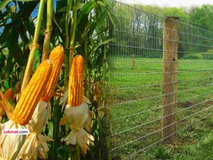 The current released from the fence to save the corn turned out to be fatal; 5 members of the same family died | मका वाचवण्यासाठी कुंपणातून सोडलेला करंट ठरला काळ; एकाच कुटुंबातील ५ जणांचा मृत्यू The current released from the fence to save the corn turned out to be fatal; 5 members of the same family died | मका वाचवण्यासाठी कुंपणातून सोडलेला करंट ठरला काळ; एकाच कुटुंबातील ५ जणांचा मृत्यू