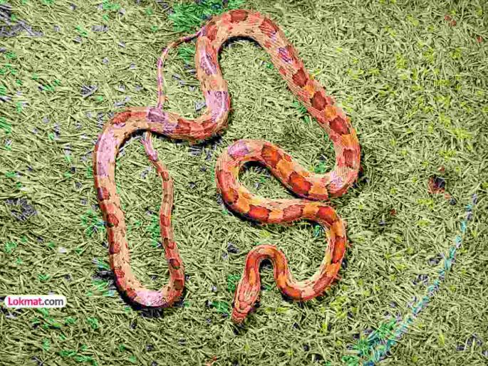 uran corn snake in India without visa hiding in a tire container from abroad | उरण: विना व्हिसाचा ‘कॉर्न स्नेक’ भारतात; विदेशातून येताना टायरच्या कंटेनरमध्ये बसलेला लपून