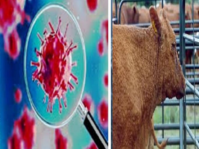 ‘Lampi Skin’ and ‘Corona’ spreads in Nanded district | नांदेड जिल्ह्यात ‘लंपी स्कीन’ अन् ‘कोरोना’ सुसाट ‘Lampi Skin’ and ‘Corona’ spreads in Nanded district | नांदेड जिल्ह्यात ‘लंपी स्कीन’ अन् ‘कोरोना’ सुसाट