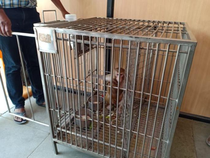 The monkeys returned to Vidarbha after experimenting with the corona vaccine! | कोरोना लसीचा प्रयोग स्वत:वर करून माकडे विदर्भात परतली! The monkeys returned to Vidarbha after experimenting with the corona vaccine! | कोरोना लसीचा प्रयोग स्वत:वर करून माकडे विदर्भात परतली!