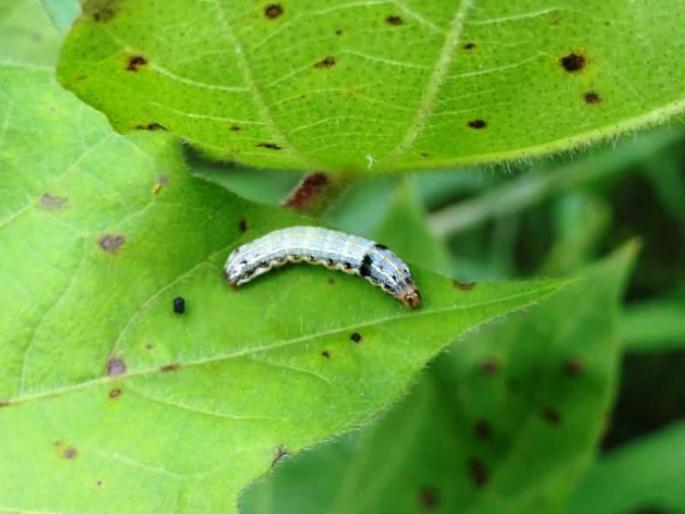 The possibility of the onset of worm on cotton | पौर्णिमेनंतर कपाशीवर अळीच्या प्रादुर्भावाची शक्यता! The possibility of the onset of worm on cotton | पौर्णिमेनंतर कपाशीवर अळीच्या प्रादुर्भावाची शक्यता!
