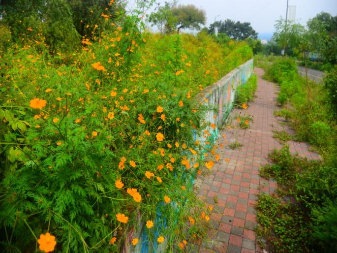The 'beauty' of cosmos flowers is dangerous to the environment; Local grasses are 'dying' | कॉसमॉस फुलांचे 'सौंदर्य' पर्यावरणासाठी ठरतेय घातक; स्थानिक गवतांचे होतेय 'मरण'