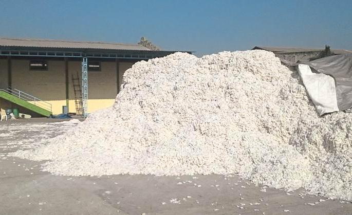 Government procurment Centers Waiting for Cotton | शासकीय खरेदी केंद्रांना प्रतिक्षा कापसाची 
