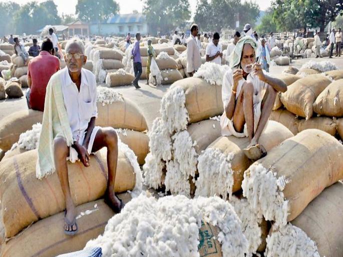 Five thousand hectares to cotton producers, help to soybean producers; Announcement of Govt | कापूस उत्पादकांना हेक्टरी पाच हजार, सोयाबीन उत्पादकांनाही मदत; सरकारची घाेषणा Five thousand hectares to cotton producers, help to soybean producers; Announcement of Govt | कापूस उत्पादकांना हेक्टरी पाच हजार, सोयाबीन उत्पादकांनाही मदत; सरकारची घाेषणा