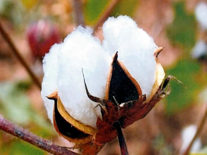 Although the production will decrease by 40 lakh bales, the price will be lower; Cotton imports decreased by 20.12 percent | ४० लाख गाठींनी उत्पादन घटणार तरी भाव कमीच; कापसाची आवक २०.१२ टक्क्यांनी घटली Although the production will decrease by 40 lakh bales, the price will be lower; Cotton imports decreased by 20.12 percent | ४० लाख गाठींनी उत्पादन घटणार तरी भाव कमीच; कापसाची आवक २०.१२ टक्क्यांनी घटली