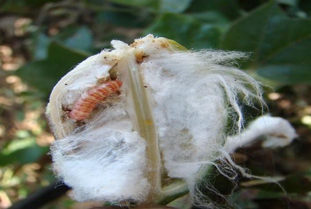 Cotton farmers ate five thousand crores bottles | कापूस उत्पादकांचे पाच हजार कोटी बोंडअळीने खाल्ले