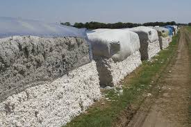 Uncertainty of cotton prices, rates of sliding down | कापूस दरवाढीची अनिश्चितता; बँकांनी हात घेतला आखडता, सरकीचे दर घटले