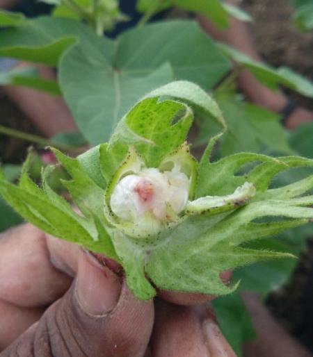 White gold turned black; Look at the lenders on the cotton crop | पांढरे सोने झाले काळे; कपास पिकावर सावकारांची करडी नजर White gold turned black; Look at the lenders on the cotton crop | पांढरे सोने झाले काळे; कपास पिकावर सावकारांची करडी नजर