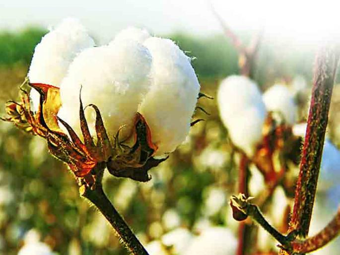 The skin irradiation due to the affected cotton crop, the farmer's mission aggressor | बोंडअळी बाधित कापसामुळेच त्वचाविकाराची लागण, शेतकरी मिशन आक्रमक The skin irradiation due to the affected cotton crop, the farmer's mission aggressor | बोंडअळी बाधित कापसामुळेच त्वचाविकाराची लागण, शेतकरी मिशन आक्रमक