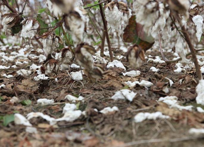 White gold turned black; Cotton sowing decreased 40 percent | पांढरे सोने झाले काळे; कापसाच्या पेऱ्यात ४० टक्क्यांनी घट White gold turned black; Cotton sowing decreased 40 percent | पांढरे सोने झाले काळे; कापसाच्या पेऱ्यात ४० टक्क्यांनी घट