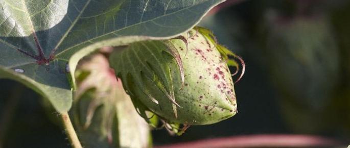 White gold turned black; warm attack on cotton | पांढरे सोने झाले काळे; वेचणीच्या काळातच लाल्याचे आक्रमण White gold turned black; warm attack on cotton | पांढरे सोने झाले काळे; वेचणीच्या काळातच लाल्याचे आक्रमण