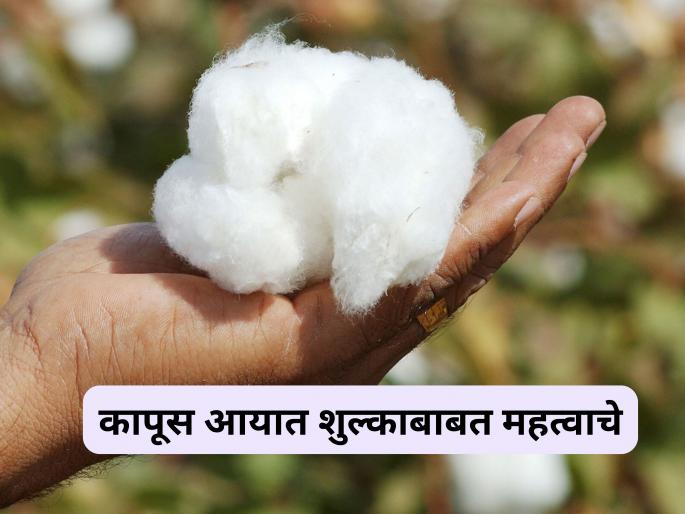 Latest news Cotton Import Duty Pressure on government to remove import duty on cotton, read in detail | Cotton Import Duty : कापसावरील आयात शुल्क हटवण्यासाठी सरकारवर दबाव, वाचा सविस्तर 