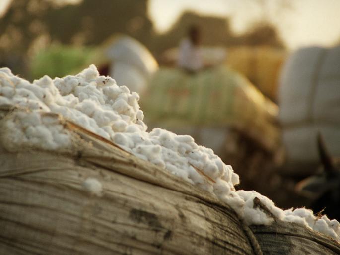 The farmers did not get any money for sold cotton | विकलेल्या कापसाचे शेतकऱ्यांना पैसेच मिळाले नाही The farmers did not get any money for sold cotton | विकलेल्या कापसाचे शेतकऱ्यांना पैसेच मिळाले नाही