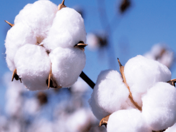 Cotton production in the state will decline this year; The market price will be higher than the guaranteed price | राज्यात यंदा कापसाचे उत्पादन घटणार; पांढऱ्या सोन्यास हमीदरापेक्षा अधिकच भाव मिळणार