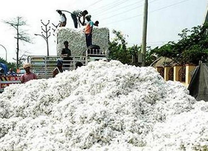 Procurment of 47 lakh Quintal cotton | ‘पणन’ने केली ४७ लाख विक्रमी कापूस खरेदी Procurment of 47 lakh Quintal cotton | ‘पणन’ने केली ४७ लाख विक्रमी कापूस खरेदी
