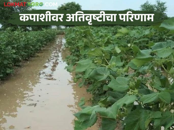 Cotton Crop: Will the cotton crop fail due to heavy rains; How to do this question read in detail  | Cotton Crop : अतिवृष्टीमुळे कपाशी पीक हातून जाणार का; कसे करावे हाच प्रश्न  वाचा सविस्तर  Cotton Crop: Will the cotton crop fail due to heavy rains; How to do this question read in detail  | Cotton Crop : अतिवृष्टीमुळे कपाशी पीक हातून जाणार का; कसे करावे हाच प्रश्न  वाचा सविस्तर