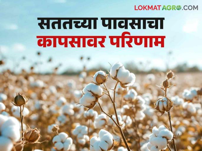 cotton picking : Effect of continuous rains on cotton picking | cotton picking : खारपाणपट्ट्यात सततच्या पावसाचा कापूस वेचणीवर परिणाम; वेचणीचा मुहूर्त निघेना! cotton picking : Effect of continuous rains on cotton picking | cotton picking : खारपाणपट्ट्यात सततच्या पावसाचा कापूस वेचणीवर परिणाम; वेचणीचा मुहूर्त निघेना!