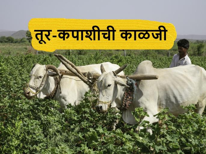 Cotton and Tur: climate change; take care of cotton and tur | Cotton and Tur: सावधान, हवामानात होतोय बदल; तूर-कपाशीची अशी घ्या काळजी Cotton and Tur: climate change; take care of cotton and tur | Cotton and Tur: सावधान, हवामानात होतोय बदल; तूर-कपाशीची अशी घ्या काळजी