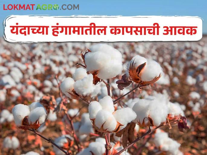 Latest News 25 lakh quintal cotton inflow in this season, check market price | यंदाच्या हंगामात 25 लाख क्विंटल कापसाची आवक, कोणत्या बाजार समितीत किती आवक? Latest News 25 lakh quintal cotton inflow in this season, check market price | यंदाच्या हंगामात 25 लाख क्विंटल कापसाची आवक, कोणत्या बाजार समितीत किती आवक?