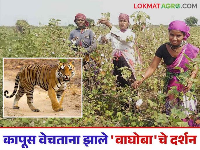Cotton Harvesting: What can you say; A tiger in front of the workers while picking cotton! | Cotton Harvesting : काय सांगता; कापूस वेचताना मजुरांसमोर चक्क वाघोबा! Cotton Harvesting: What can you say; A tiger in front of the workers while picking cotton! | Cotton Harvesting : काय सांगता; कापूस वेचताना मजुरांसमोर चक्क वाघोबा!