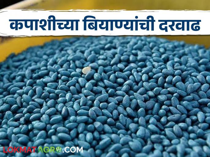 Latest news Price hike of 'outdated BG-2' cotton seeds Price hike of Rs 171 in five years see details | Cotton Seed Market : कपाशीच्या ‘आउटडेटेड बीजी-2’ बियाण्यांची दरवाढ, पाच वर्षांतील वाढ किती? Latest news Price hike of 'outdated BG-2' cotton seeds Price hike of Rs 171 in five years see details | Cotton Seed Market : कपाशीच्या ‘आउटडेटेड बीजी-2’ बियाण्यांची दरवाढ, पाच वर्षांतील वाढ किती?