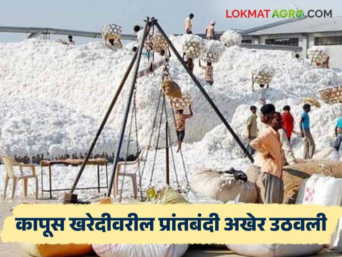 latest news Kapus Kharedi: Big relief for cotton growers; Provincial ban on cotton purchase finally lifted Read in detail | Kapus Kharedi : कापूस उत्पादकांना मोठा दिलासा; कापूस खरेदीवरील प्रांतबंदी अखेर उठवली वाचा सविस्तर latest news Kapus Kharedi: Big relief for cotton growers; Provincial ban on cotton purchase finally lifted Read in detail | Kapus Kharedi : कापूस उत्पादकांना मोठा दिलासा; कापूस खरेदीवरील प्रांतबंदी अखेर उठवली वाचा सविस्तर