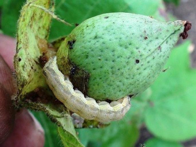 Pankanema slowed down the slurry of cotton seeded cotton in Palam taluka | पालम तालुक्यात बोंडअळीग्रस्त कापसाचे पंचनामे संथ गतीने Pankanema slowed down the slurry of cotton seeded cotton in Palam taluka | पालम तालुक्यात बोंडअळीग्रस्त कापसाचे पंचनामे संथ गतीने