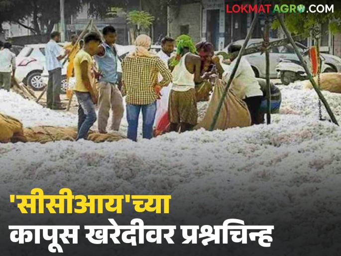 latest news Kapus Kharedi: Obstacle to CCI's cotton procurement; 'technical' game of Kapus Kisan App! | Kapus Kharedi : सीसीआयच्या कापूस खरेदीला अडथळा; कपास किसान ॲपचा ‘तांत्रिक’ खेळ!